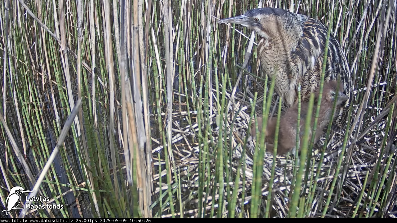 LDF Lielais dumpis (Botaurus stellaris) Zemītes pagastā 12-46-11 screenshot