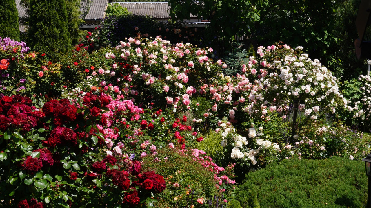 IMG-20250626-WA0017