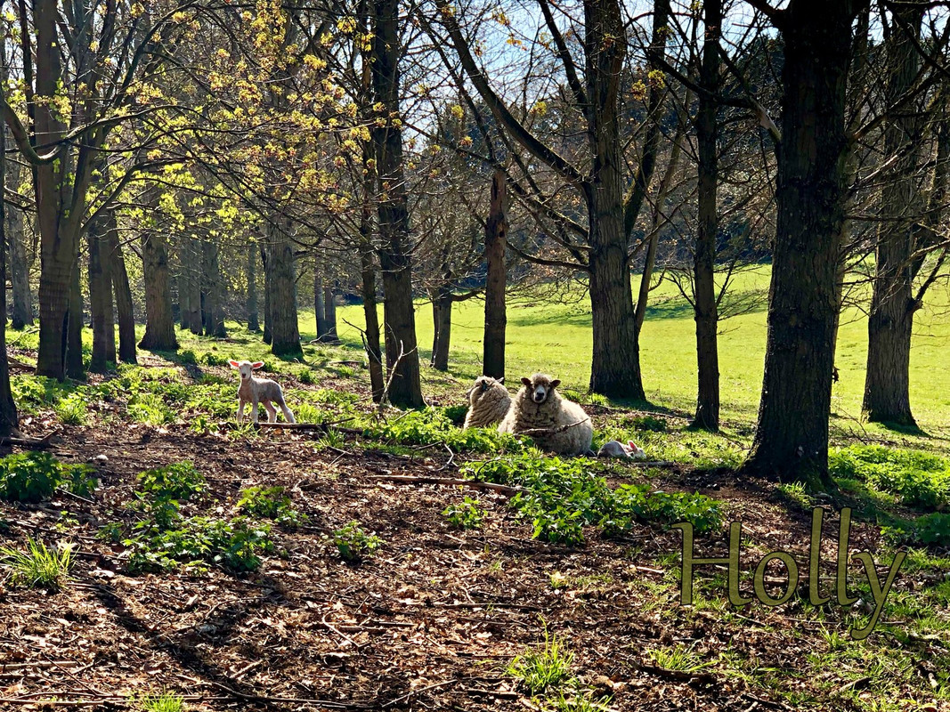 sheep-lamb-Holly.jpg