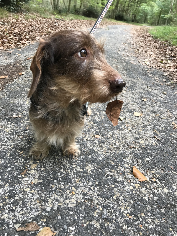 [Image: 47792611-0495-4-D28-B61-A-400-E31-A32268.jpg]