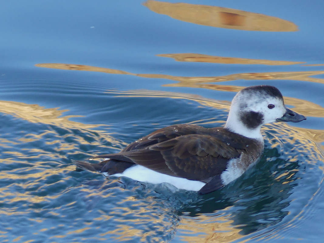 LT DUCK 6