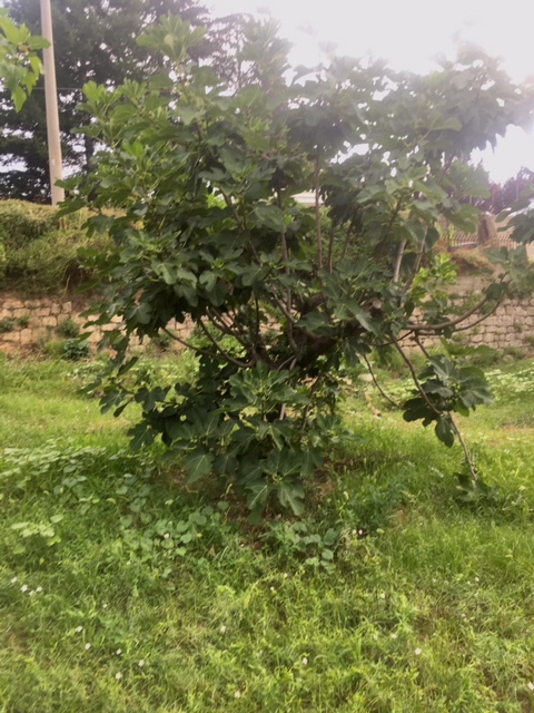 D43BB4DB-79AE-43C7-BFD9-C892D45E5643