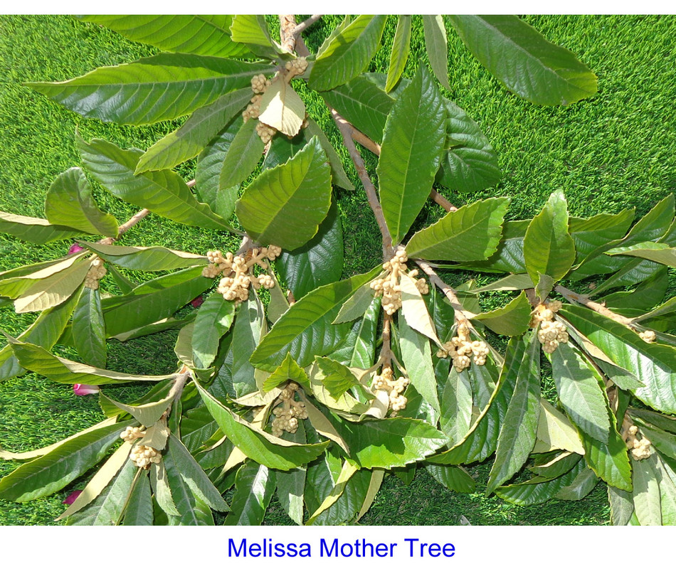 Melissa-Tree-Trim-4(Flowers)