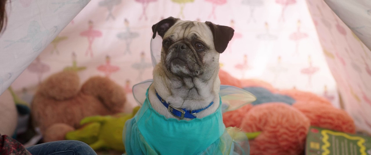 Dog.Days.2018.iTA-ENG.MP3-AAC.720p.BluRay.x264-BG.mp4_snapshot_0