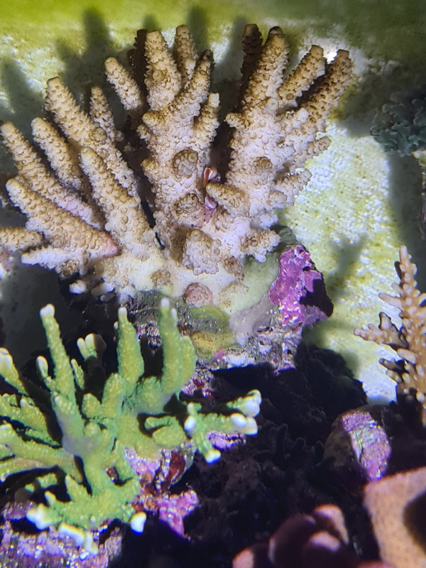 millepora