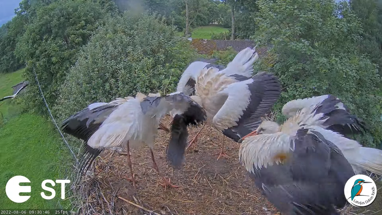 Baltie stārķi (Ciconia ciconia) Tukuma novadā - LDF tiešraide __ White storks in Tukums, Latvia 11-2