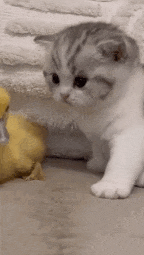 kitten-duck-Copy.gif