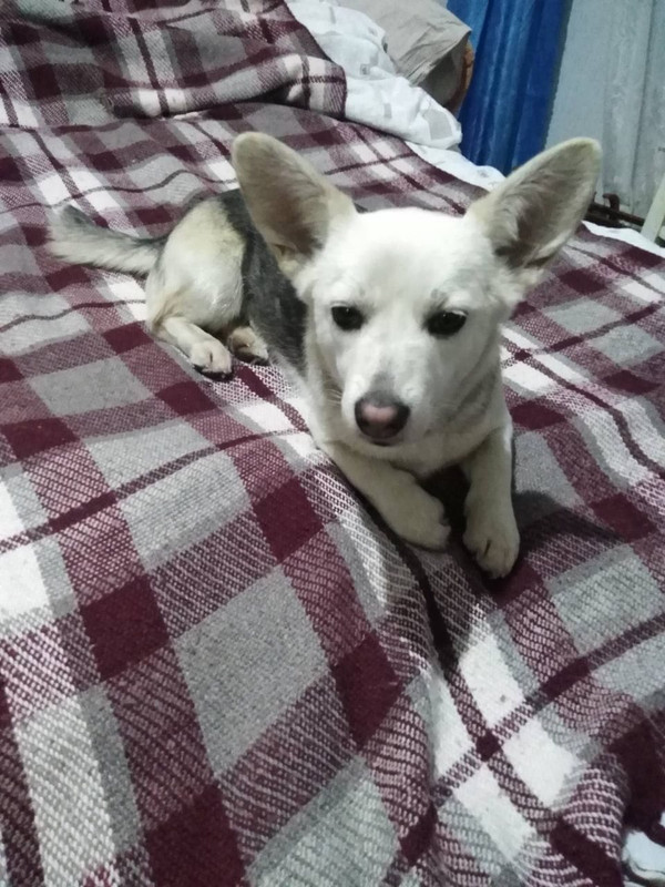 белая собачка1