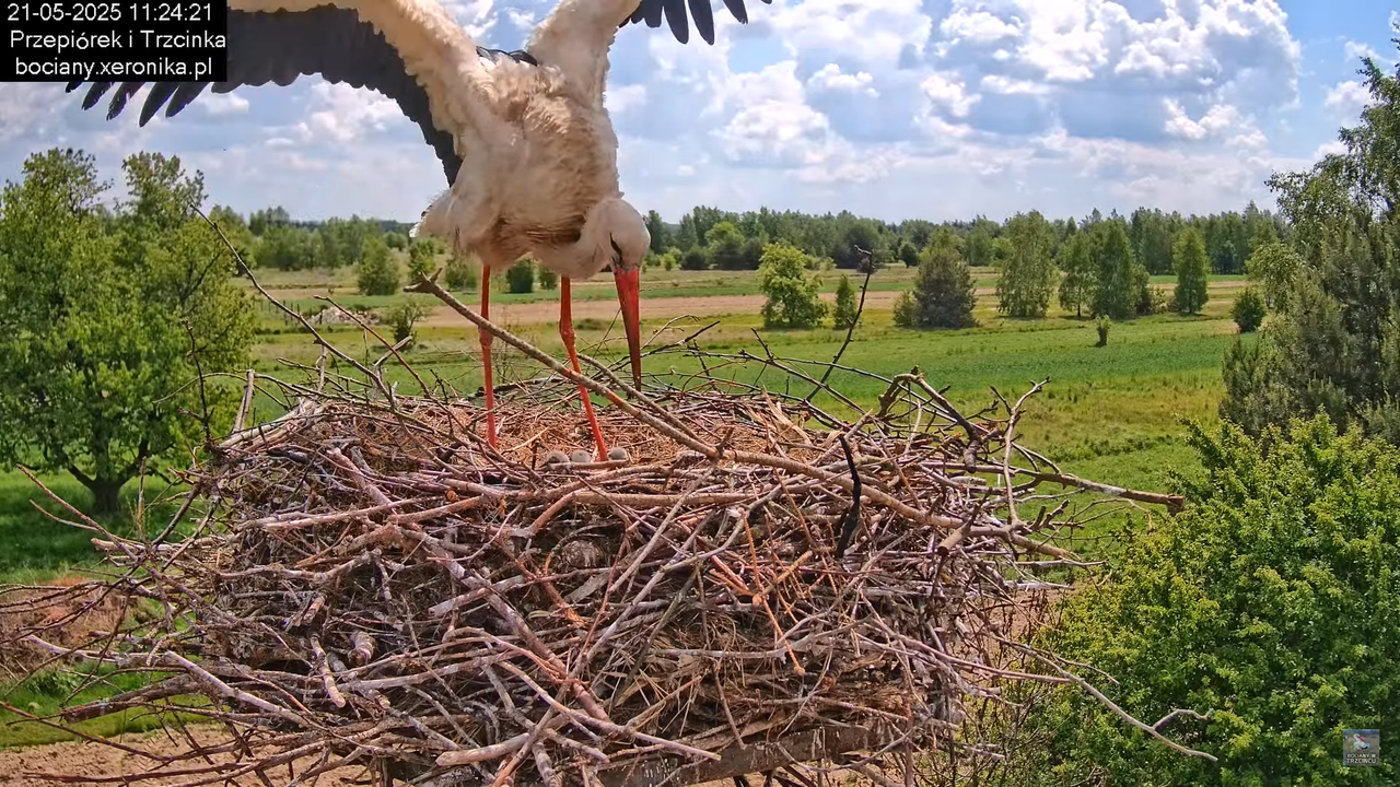 21052025bociany17