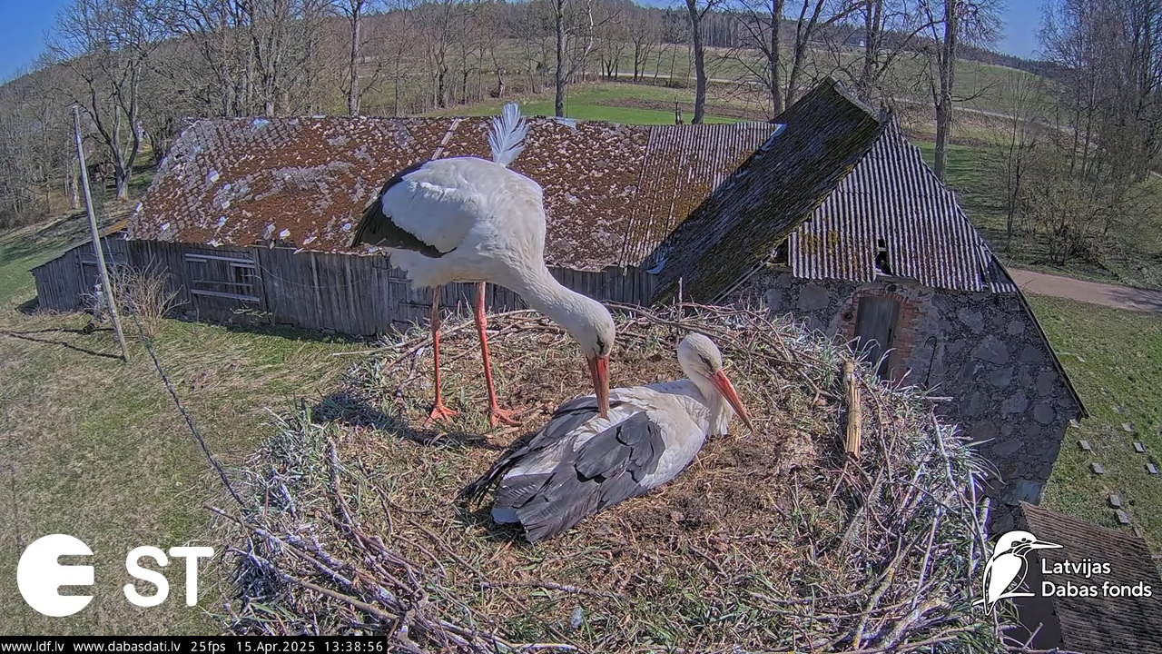 (15) Baltie stārķi (Ciconia ciconia) Tukuma novadā __ White storks in Tukums, Latvia - YouTube - 465