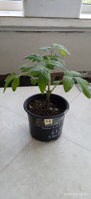540