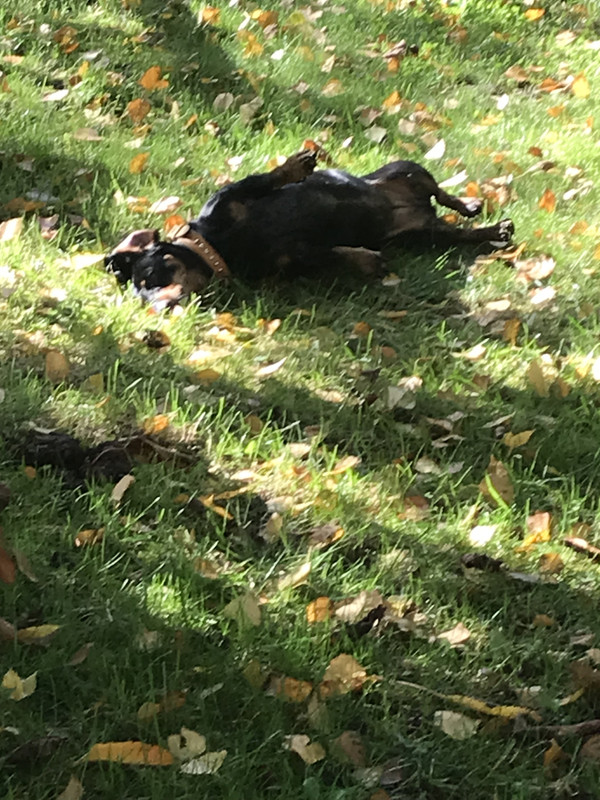 [Image: FFCD780-C-1-DFF-49-B1-9-A09-3-BB70-D802-DBB.jpg]