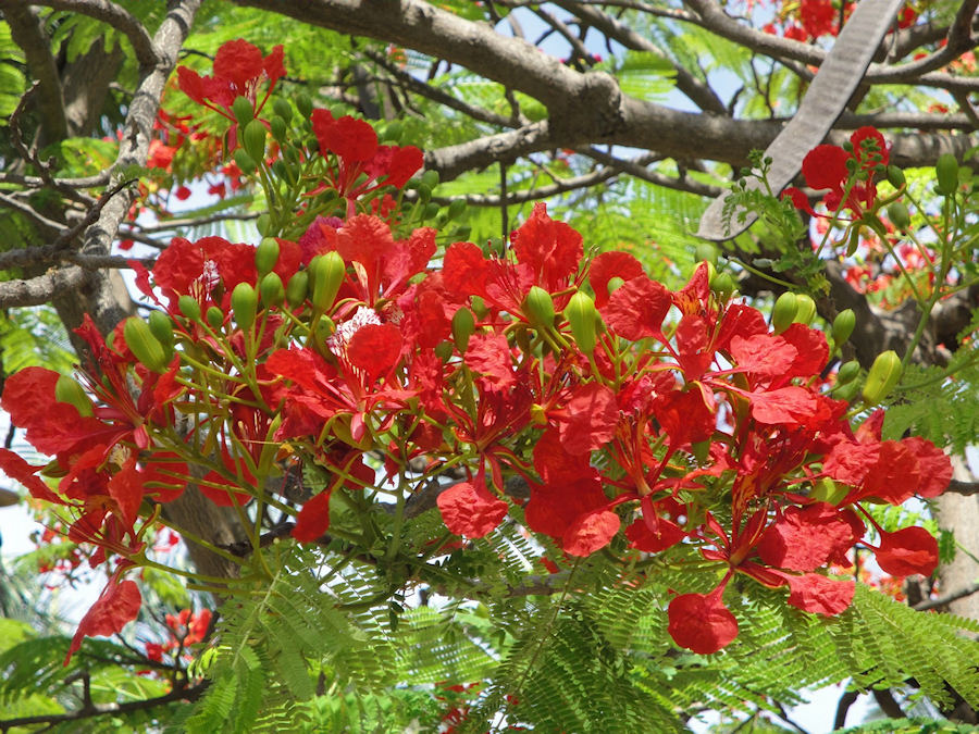 35-Ac-cias-Vermelhas