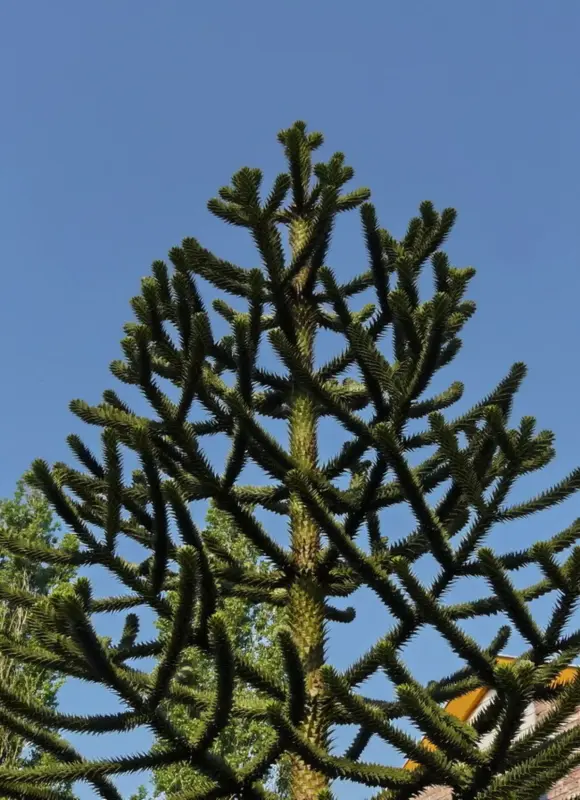 apenboom