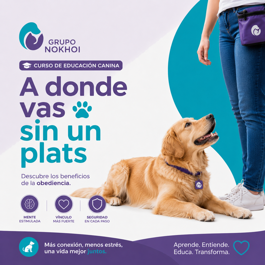 Curso A Donde Vas Sin Un Plats