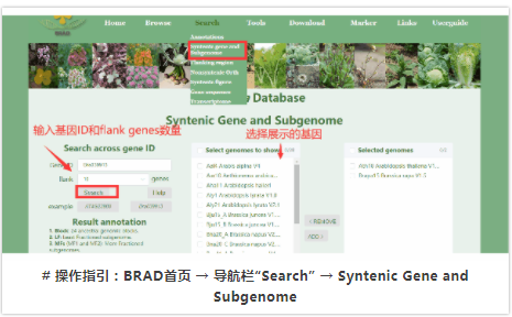 BRAD:十字花科植物基因组资源综合数据库-3.png