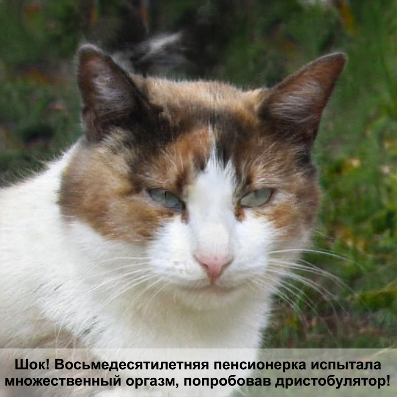 черно белые коты