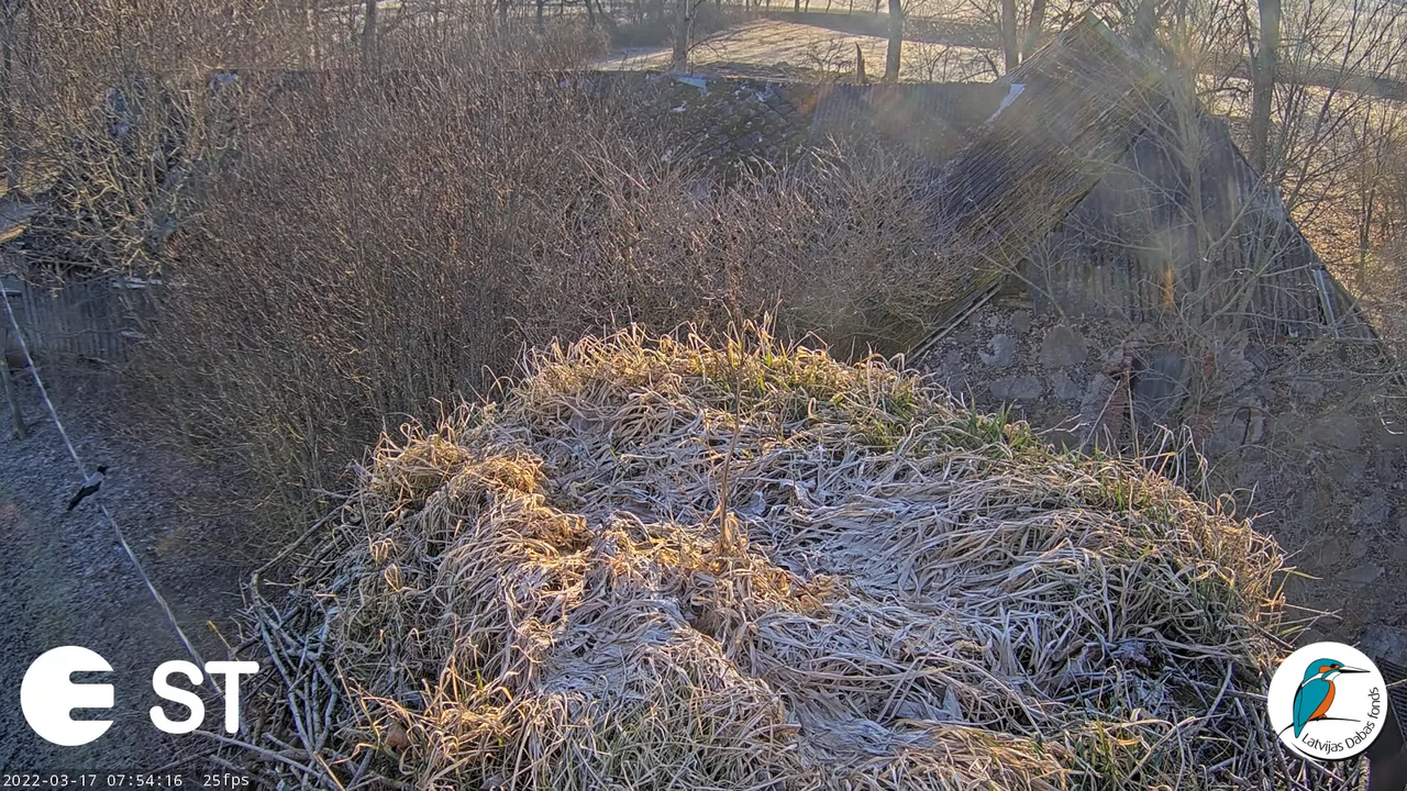 Baltie stārķi (Ciconia ciconia) Tukuma novadā - LDF tiešraide __ White storks in Tukums, Latvia 9-51
