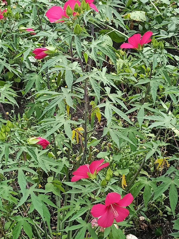 IMG20210724173248.jpg