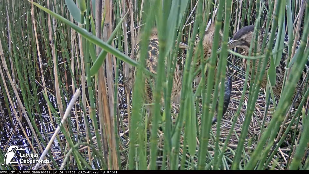 LDF Lielais dumpis (Botaurus stellaris) Zemītes pagastā 18-54-6 screenshot
