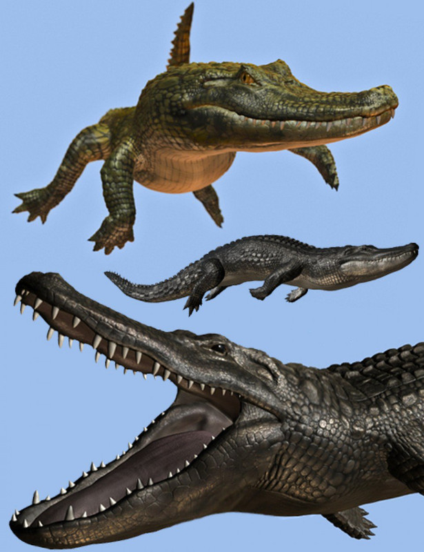 Crocodilia 1 - Alligator and Caiman - 13010
