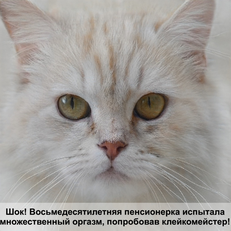 домашняя кошка окрас леопард