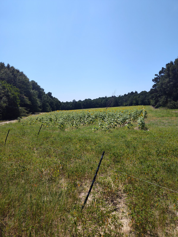 IMG_20250626_152454254