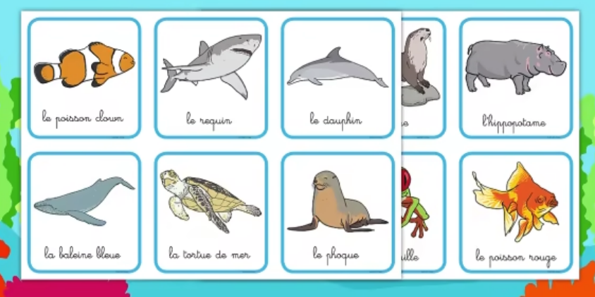 Fiche informative sur les animaux marins