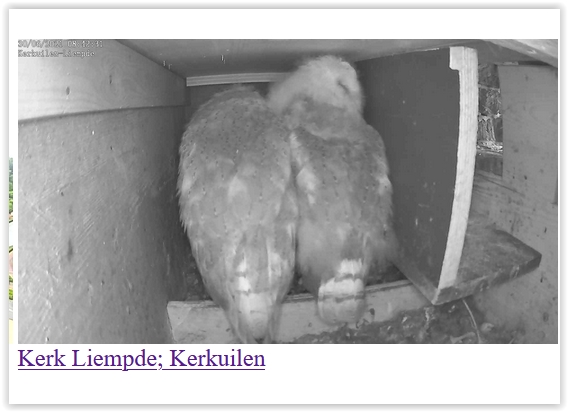 Screen Shot 06-30-21 at 08.42 AM 002