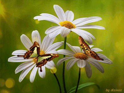 resized-animated-butterflies-in-flowers
