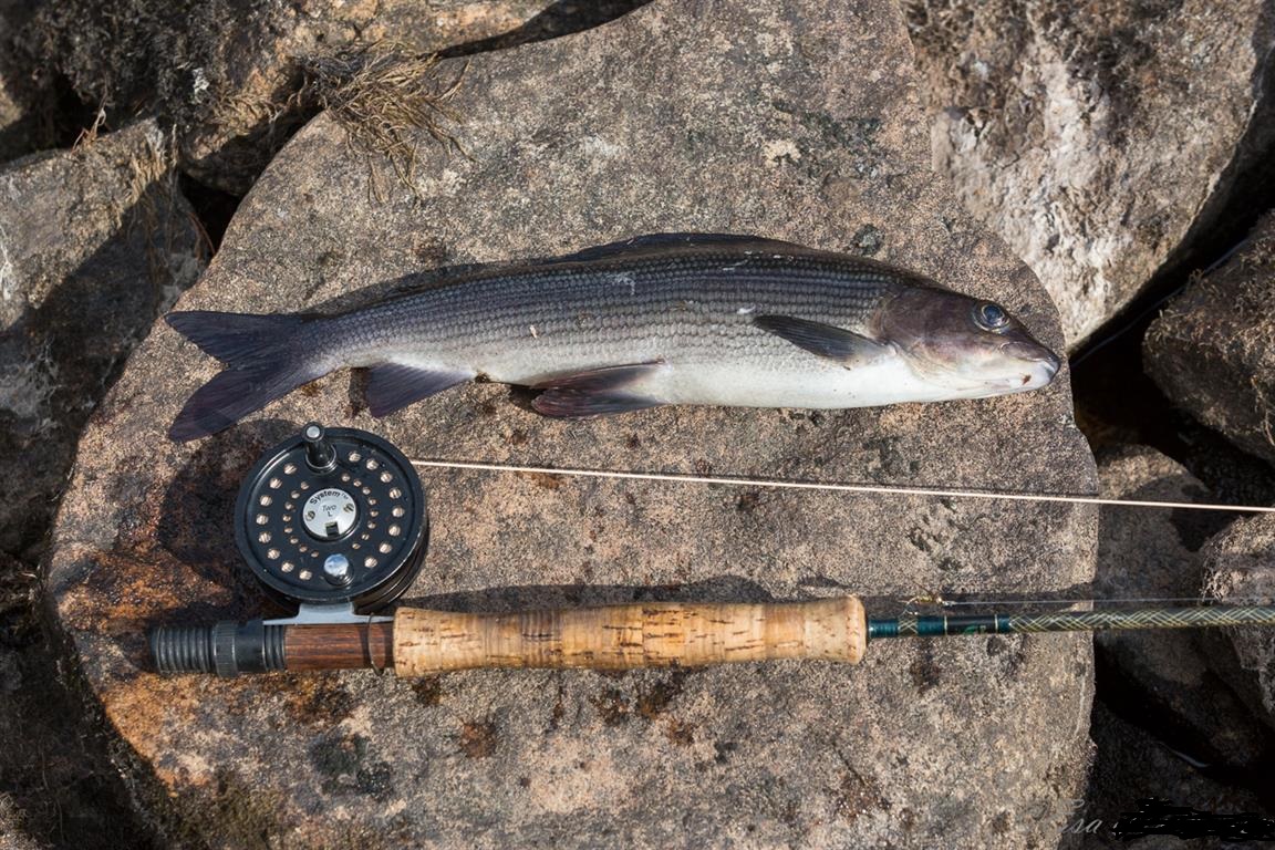 DM4A5464 (Medium) – Kopio