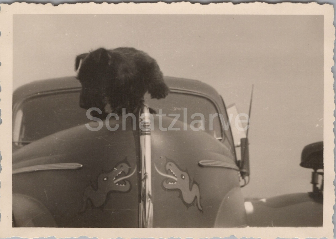 Foto (JG 1) Katwijk NLD Hund auf Pkw mit Emblem