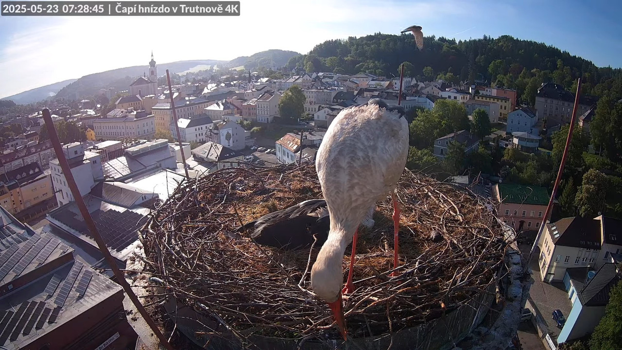 Tiešraide no stārķa ligzdas uz alus darītavas skursteņa Trutnovā 5-31-43 screenshot