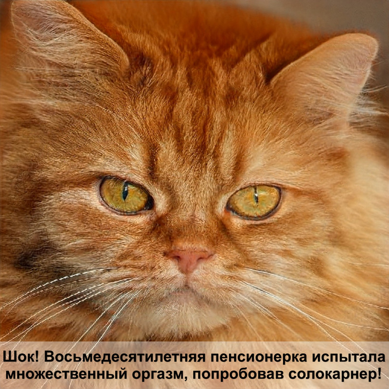 черепаховый окрас у кошек