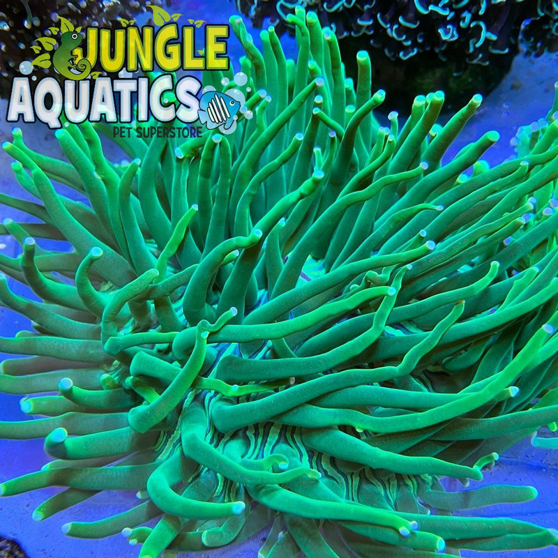 Coral Image