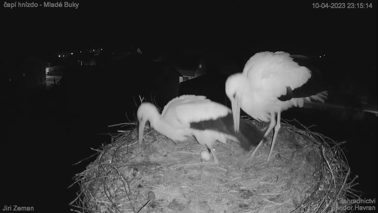 Živá kamera - Mladé Buky - čapí hnízdo 11-57-9 screenshot (1)