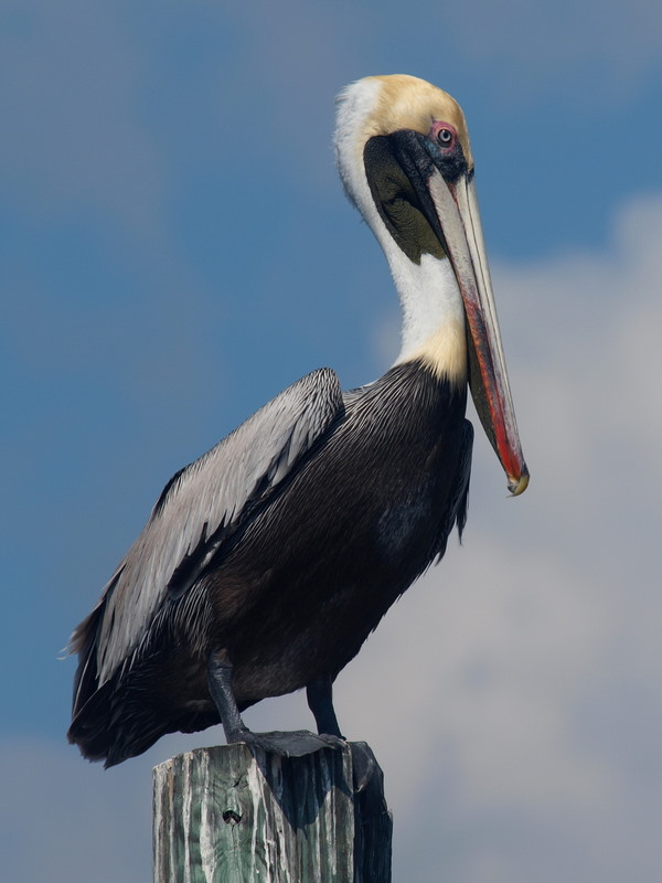 IMAGE: https://i.postimg.cc/SsmqyHFf/P2241667.jpg