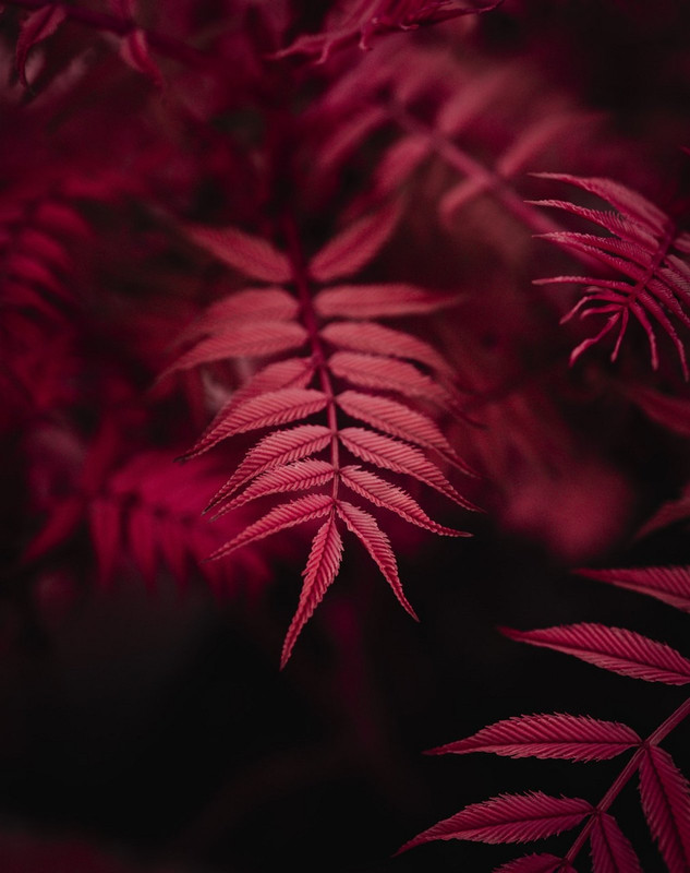 maroon-plant-4960675-1280.jpg