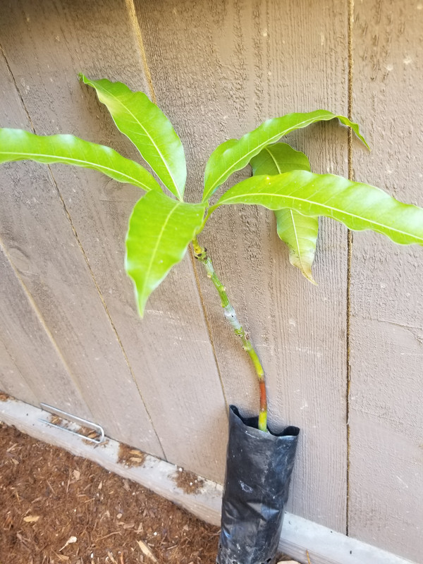 Mango_Graft