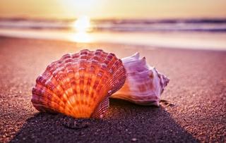 Thơ hoạ Nguyễn Thành Sáng & Tam Muội (1706) Port-Sanibel-shells-blog-6-16-16-1024x683