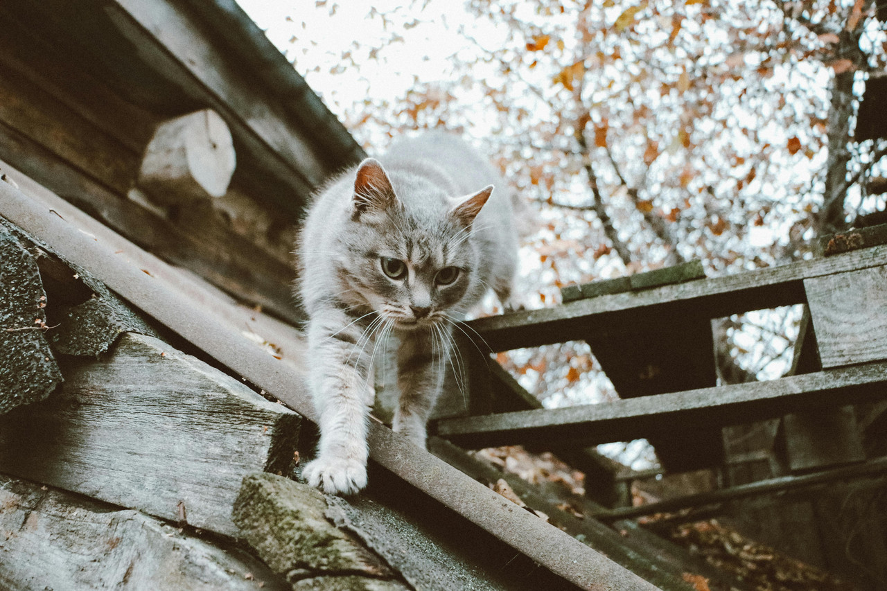 Pré et post-opératoire chez le chat accidenté : quelle est la place de l’ostéopathie dans la récupération ?