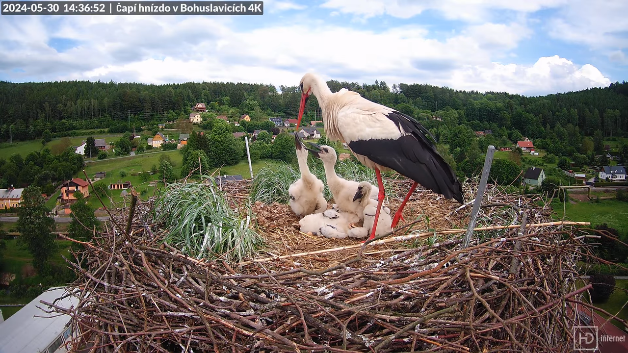 Živě z čapího komína firmy KARA v Bohuslavicích u Trutnova 11-1-22 screenshot