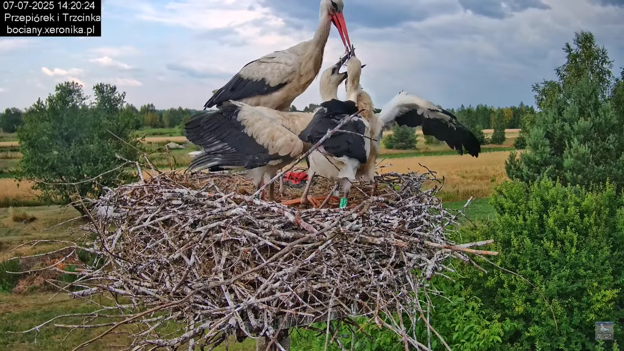 07072025bociany38