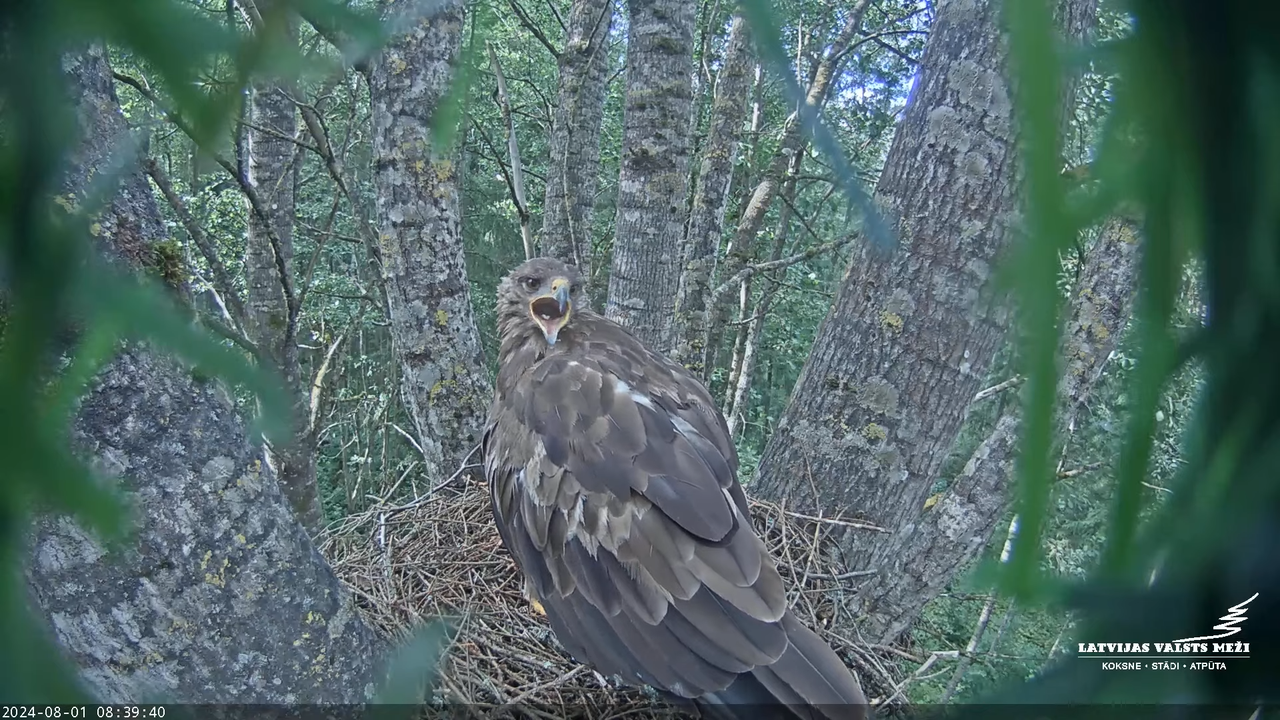 LVM Mazais ērglis Aizkuja, apse 2 - Lesser Spotted Eagle 11-55-12 screenshot