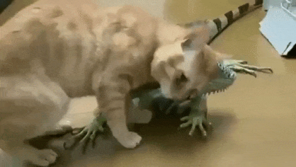 t-RMRUKA.gif
