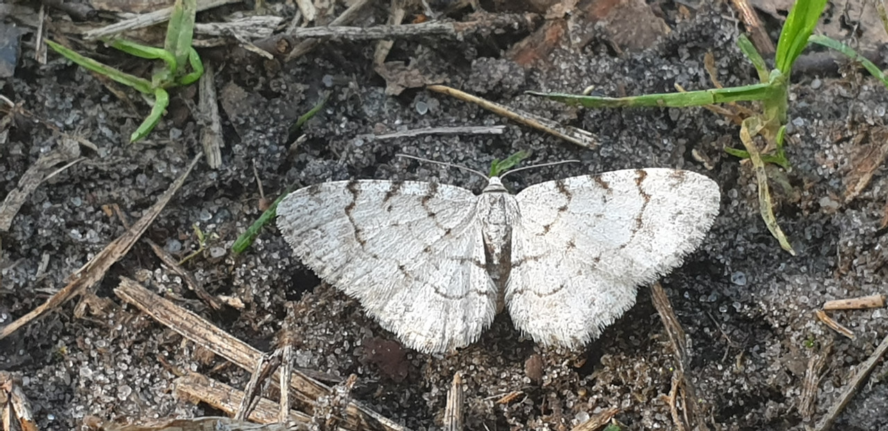 Бр-Южн-387 км 23 0513_097