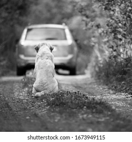 https://i.postimg.cc/SssQP3yz/abandoned-dog-breed-labrador-retriever-260nw-1673949115.webp