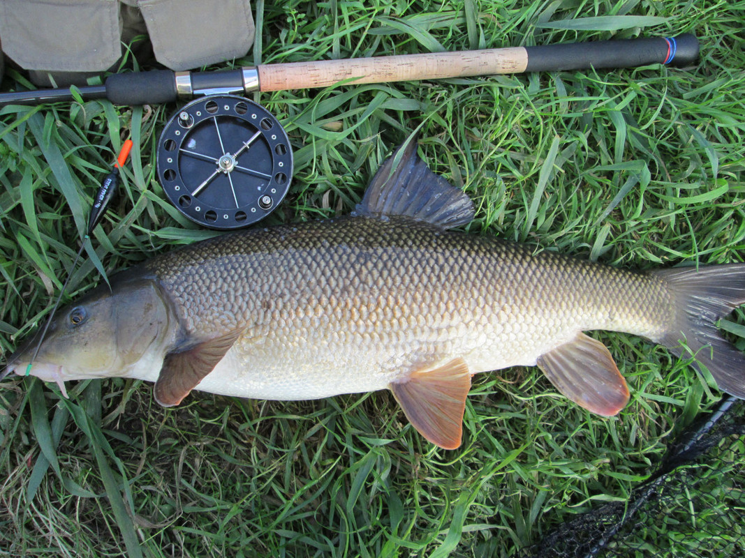 sept-27-barbel-5.jpg