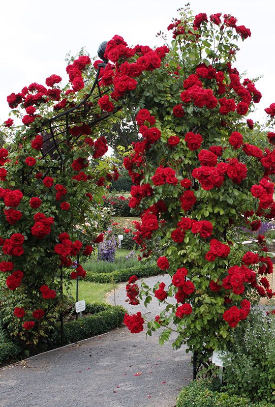 flowers-red-rose-arch.jpg
