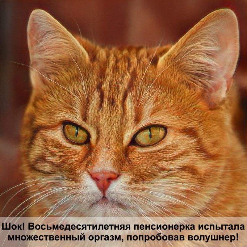 персидская кошка шерсть